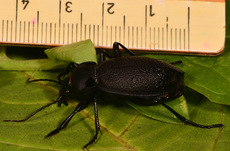 Lederlaufkäfer (1).jpg